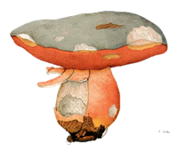 boletus_satanasGR